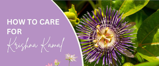 How to Care for Krishna Kamal