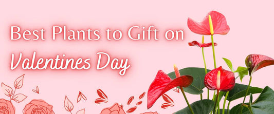 Best Plant to Gift on Valentine Day