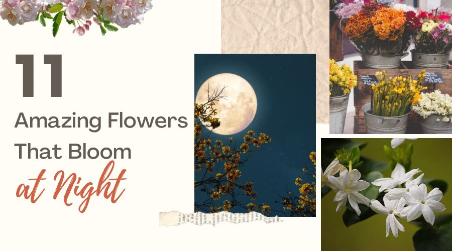 12 Amazing Night Blooming Flowers  Night Blooming Flowers - Plants  Information