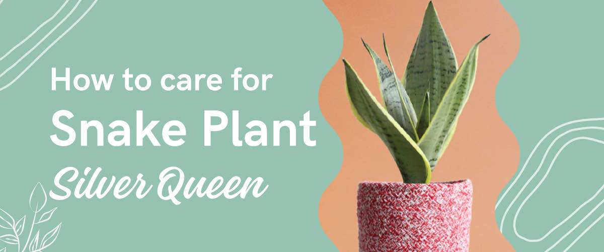 Snake plant silver queen