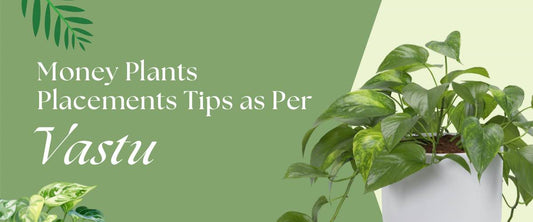 Money Plants Placements Tips as Per Vastu