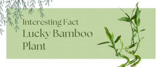 Interesting Facts About the Lucky Bamboo Plant