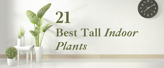 21 Best Tall Indoor Plants to Grow Indoor
