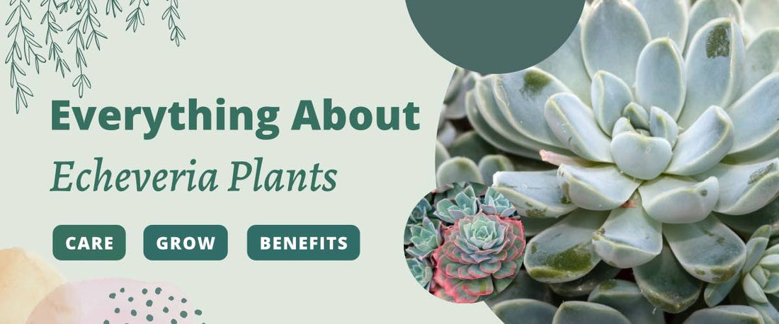Everything About Echeveria Plants