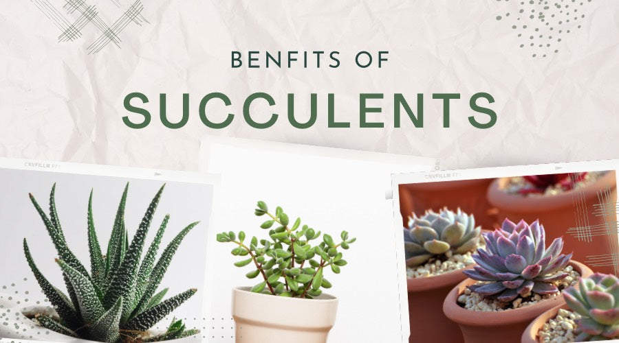 Benefits of Succulents : From Health to Vastu