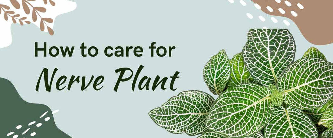 How to Grow, Care, Benefits, & Types of Nerve Plant