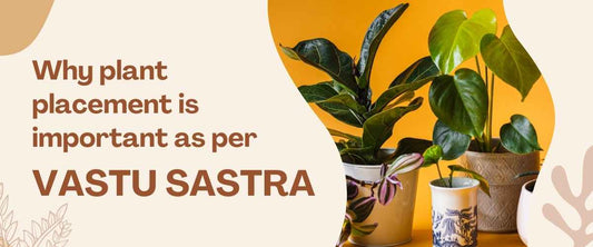 Why Plant Placement is Important, As Per Vastu Shastra