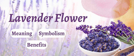 Lavender Flower: Meaning, Symbolism and Benefits