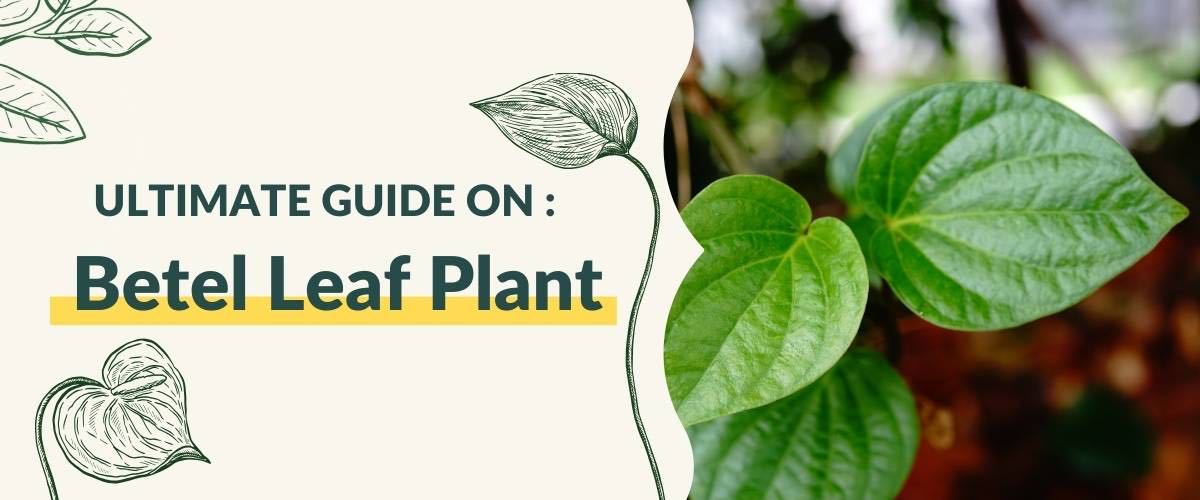 Benefits of Rubber Plant : Health and Vastu Benefits – Greenkin