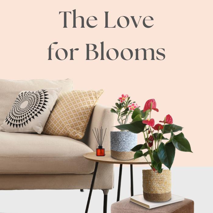 Buy Indoor Flowering Plants Online in India Flowering Plants for Home