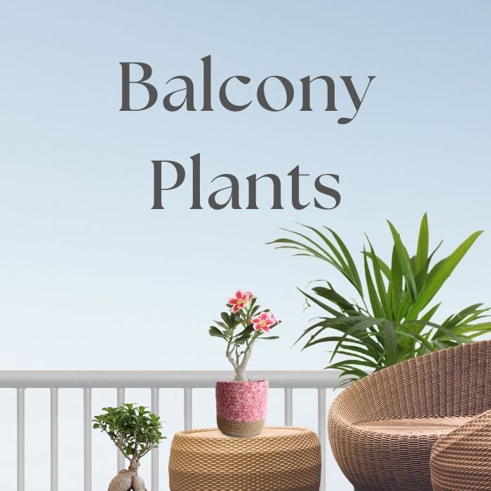 Buy Balcony Plants Online Plants for Balcony by Greenkin