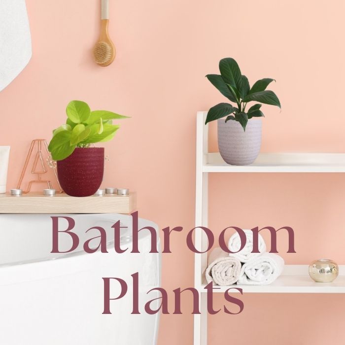 Plants For Bathroom | Buy Bathroom Plants Online in India – Greenkin
