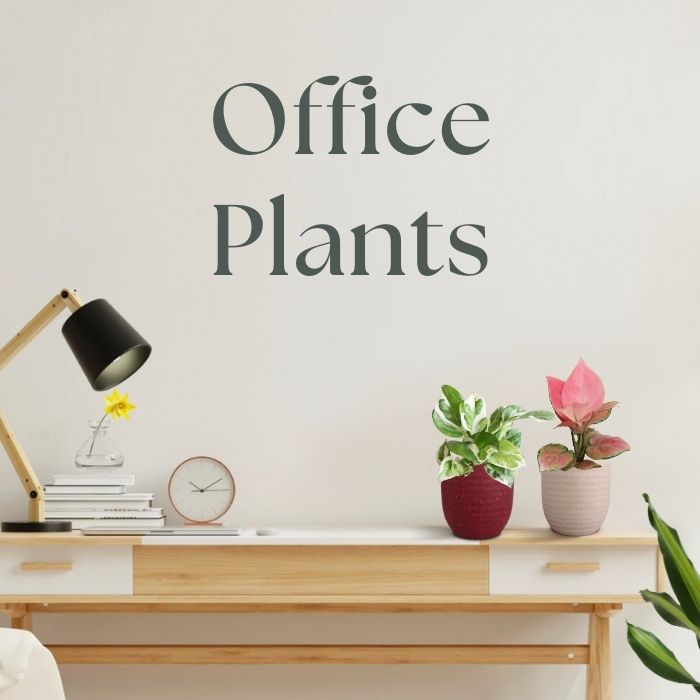 Plants for Office Buy Office Desk Plants Online Greenkin