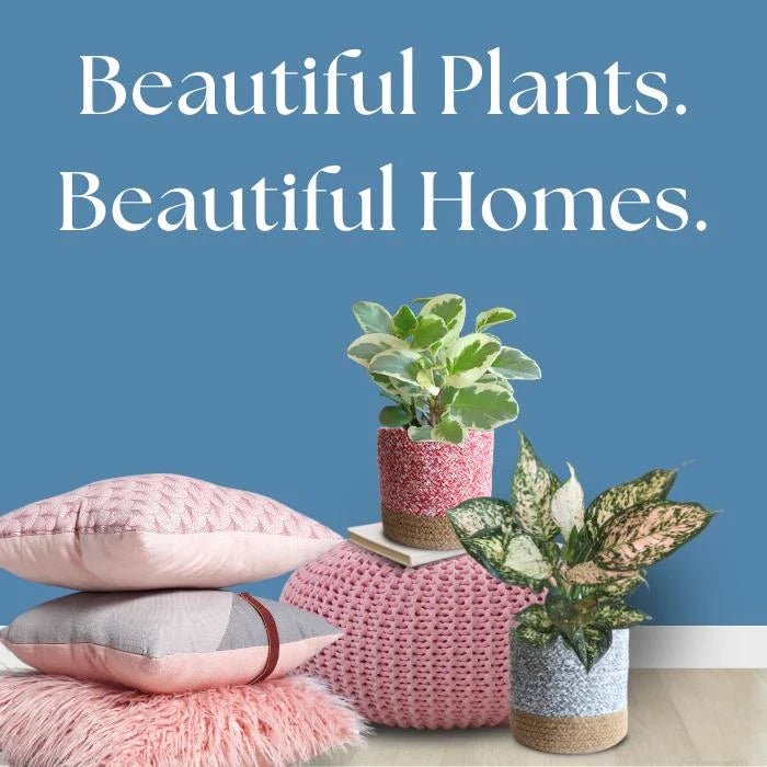 Buy Indoor Plants Online Houseplants Collection Greenkin