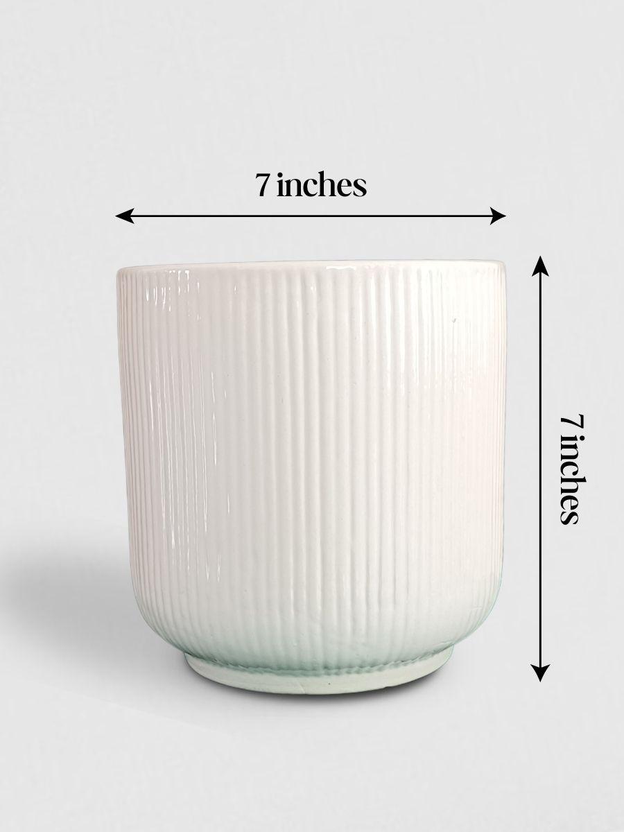 Calathea Sanderiana Plant in Ceramic Pot (Large)