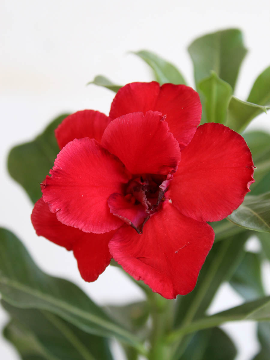 Premium indoor plant Adenium Flowering