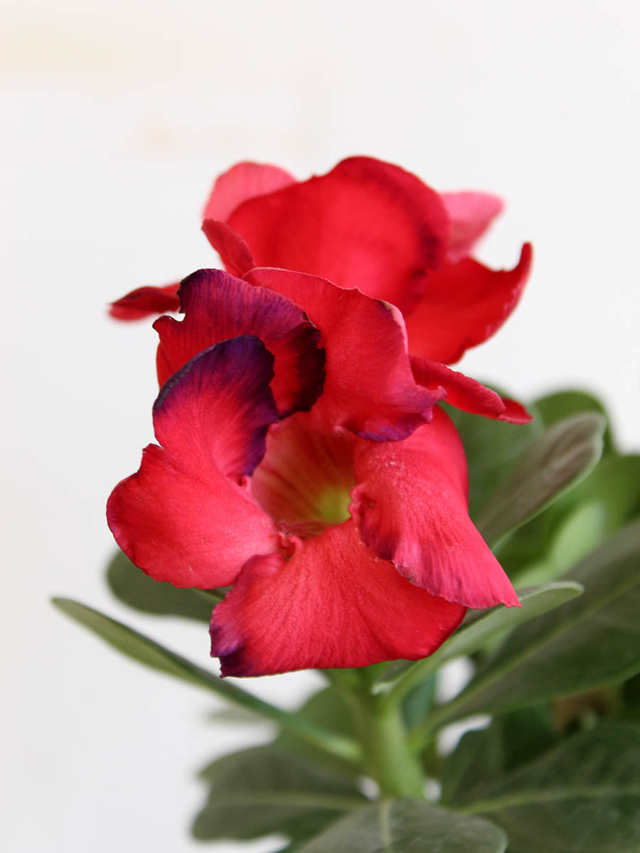 Beautiful Indoor Flower Adenium Desert Rose Plant