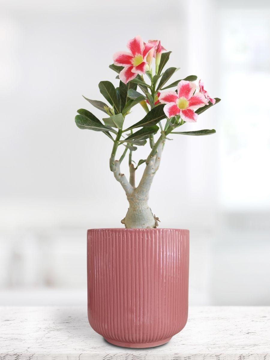 Adenium Desert Rose Plant in Ceramic Pot (Large)