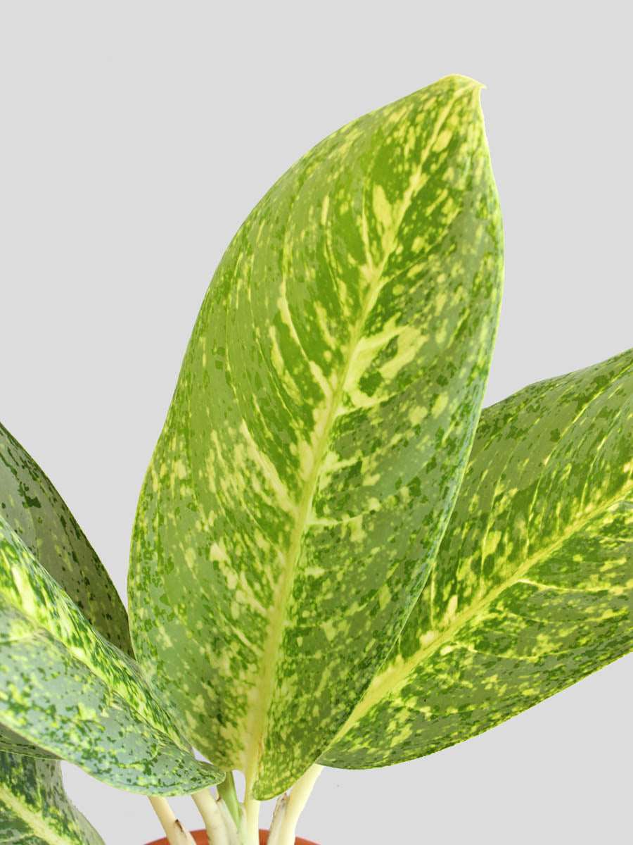 Buy beautiful spotted indoor plant Aglaonema milky way in premium jute planter online