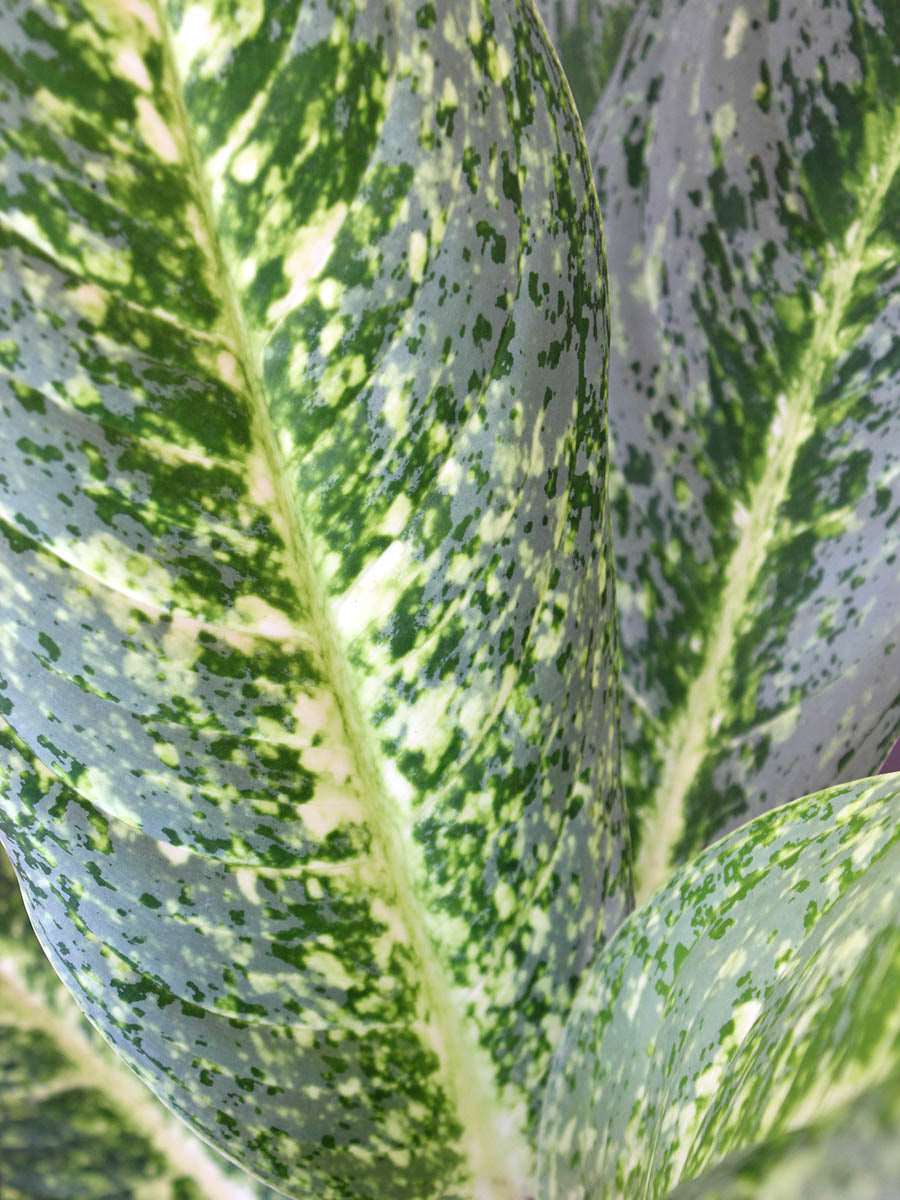 Guft eye-catching houseplant Aglaonema milky way in premium cotton pot in India