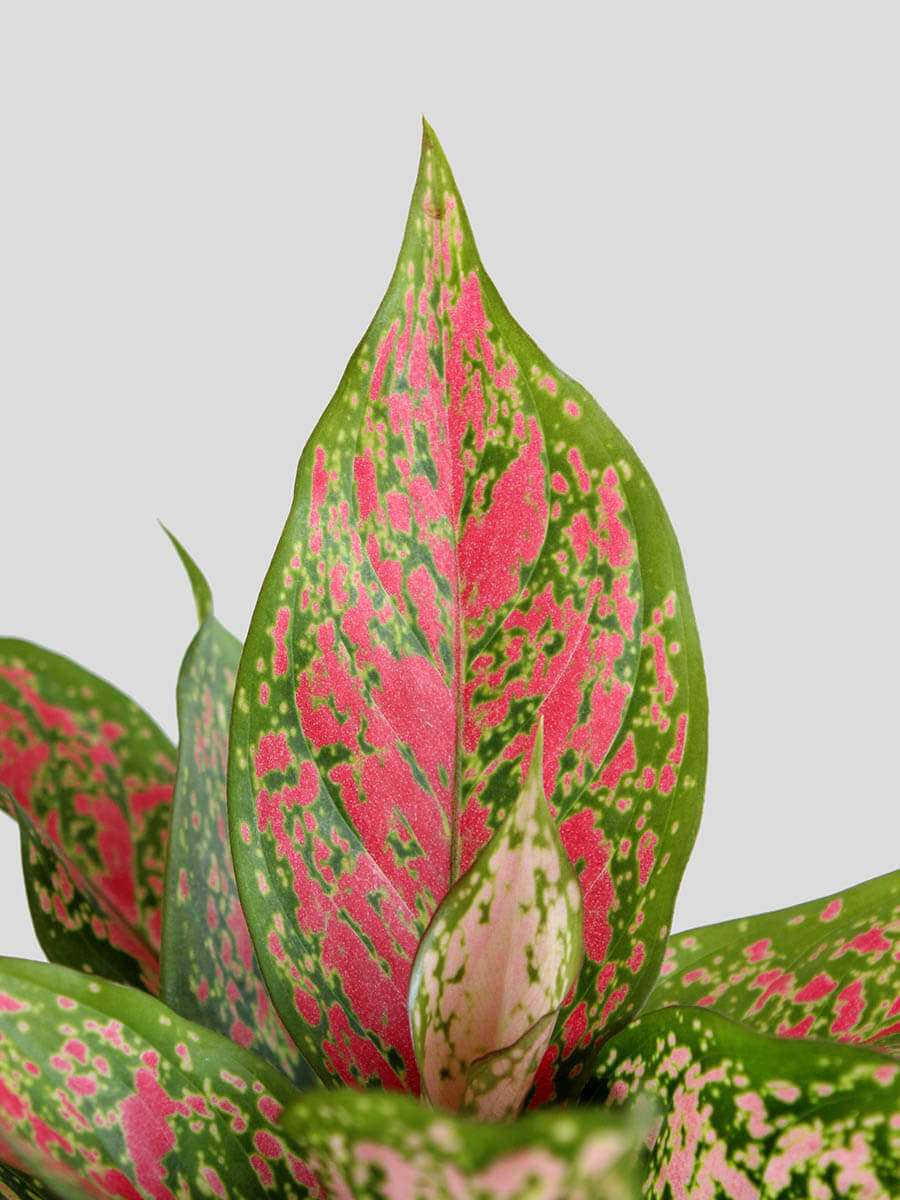 Blushing Aglaonemas