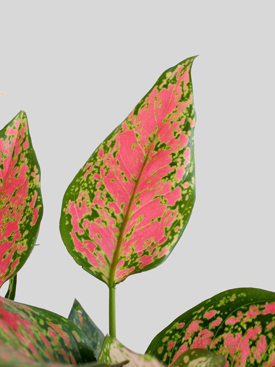 Buy colorful plant Aglaonema pink Dalmatian in eco-friendly pink planter online