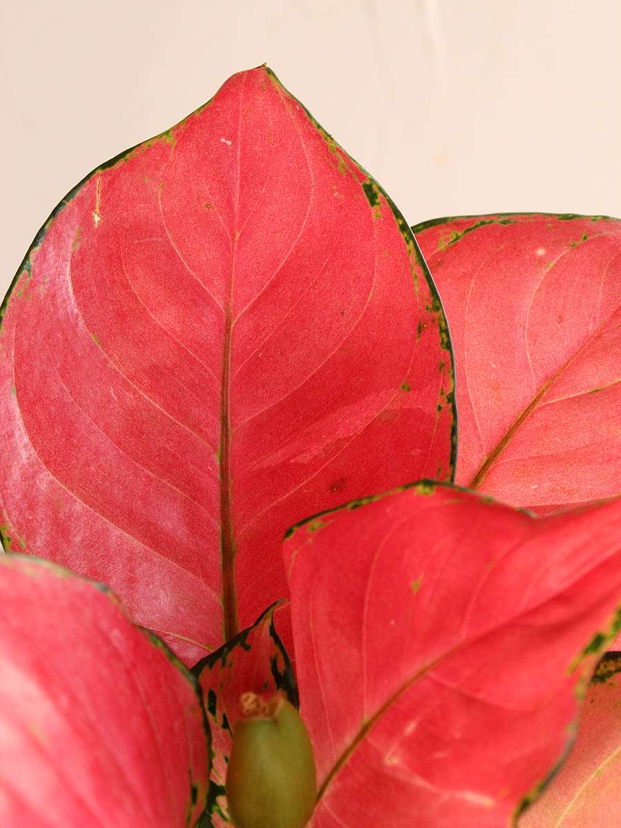 Order colourful houseplant Aglaonema red anjamani in high quality brown jute pot in India