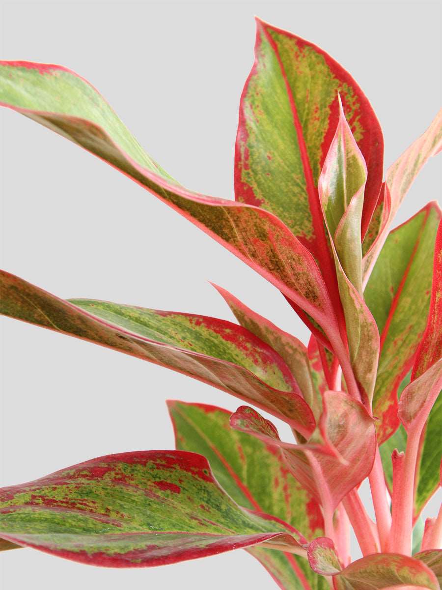 Buy gorgeous medium plant Aglaonema red lipstick in high quality jute planter online