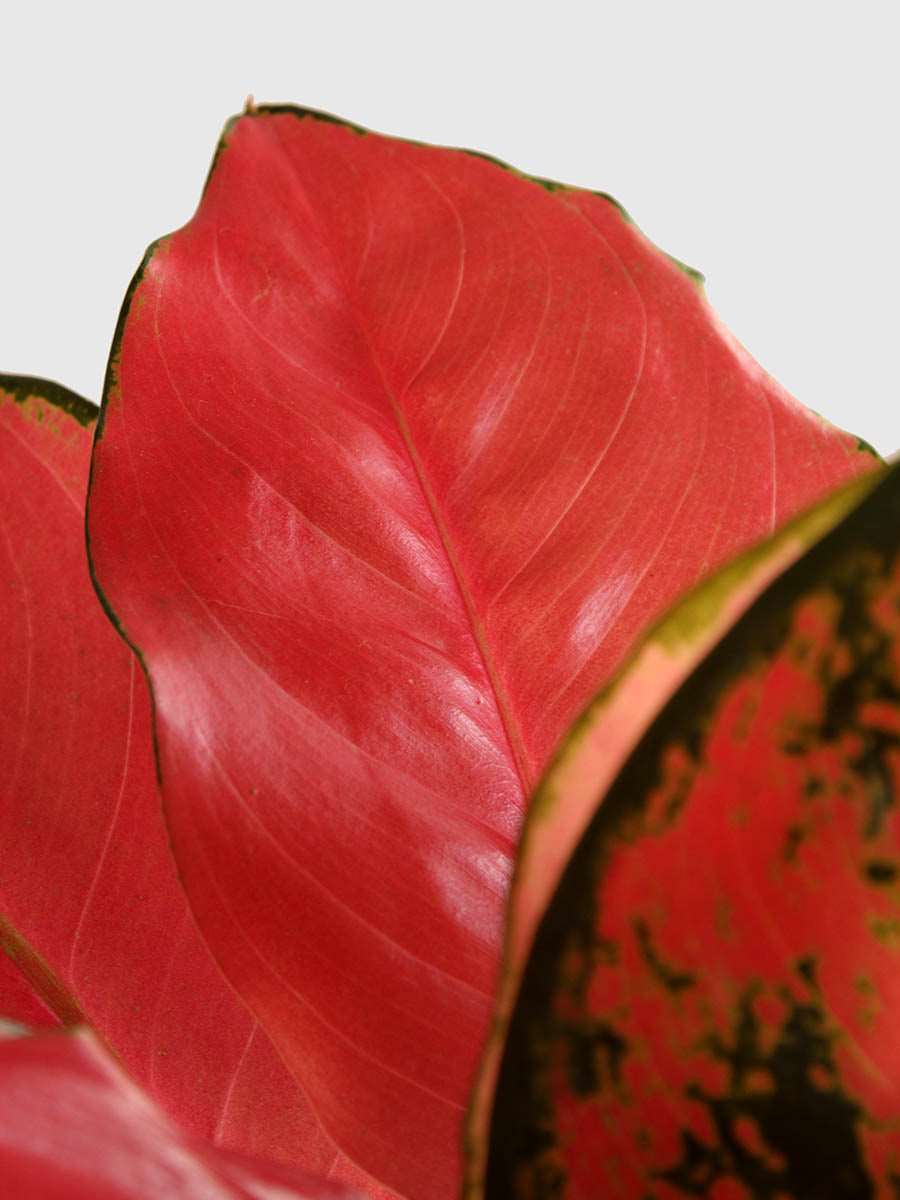Order Medium Aglaonema Suksom in premium cotton planter online