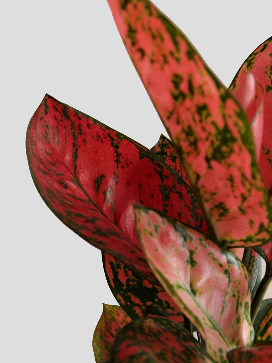 Order beautiful potted plant Aglaonema red Valentine in eco friendly pot in India