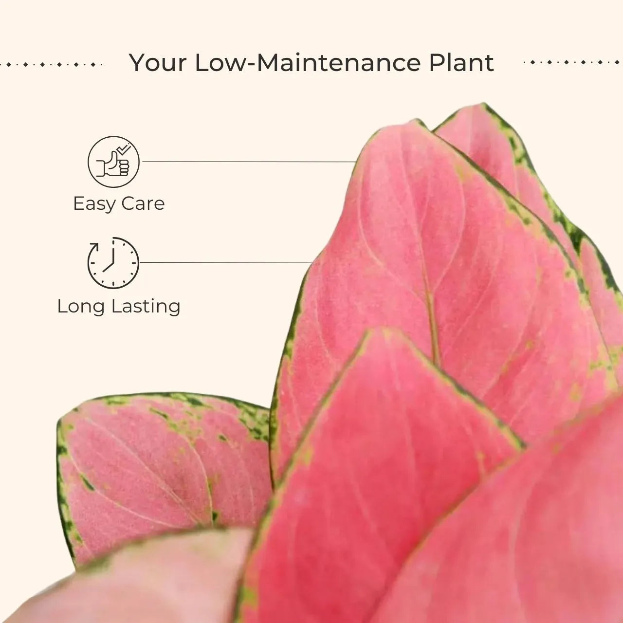 Aglaonema Pink Anjamani (Small) in Eco Pot
