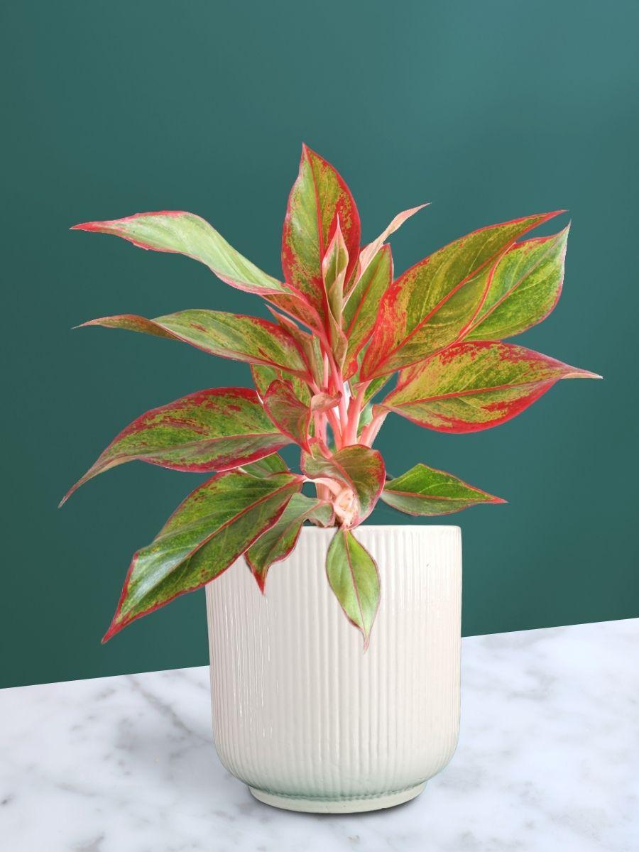Aglaonema Red Lipstick Plant in Ceramic Pot (Large)