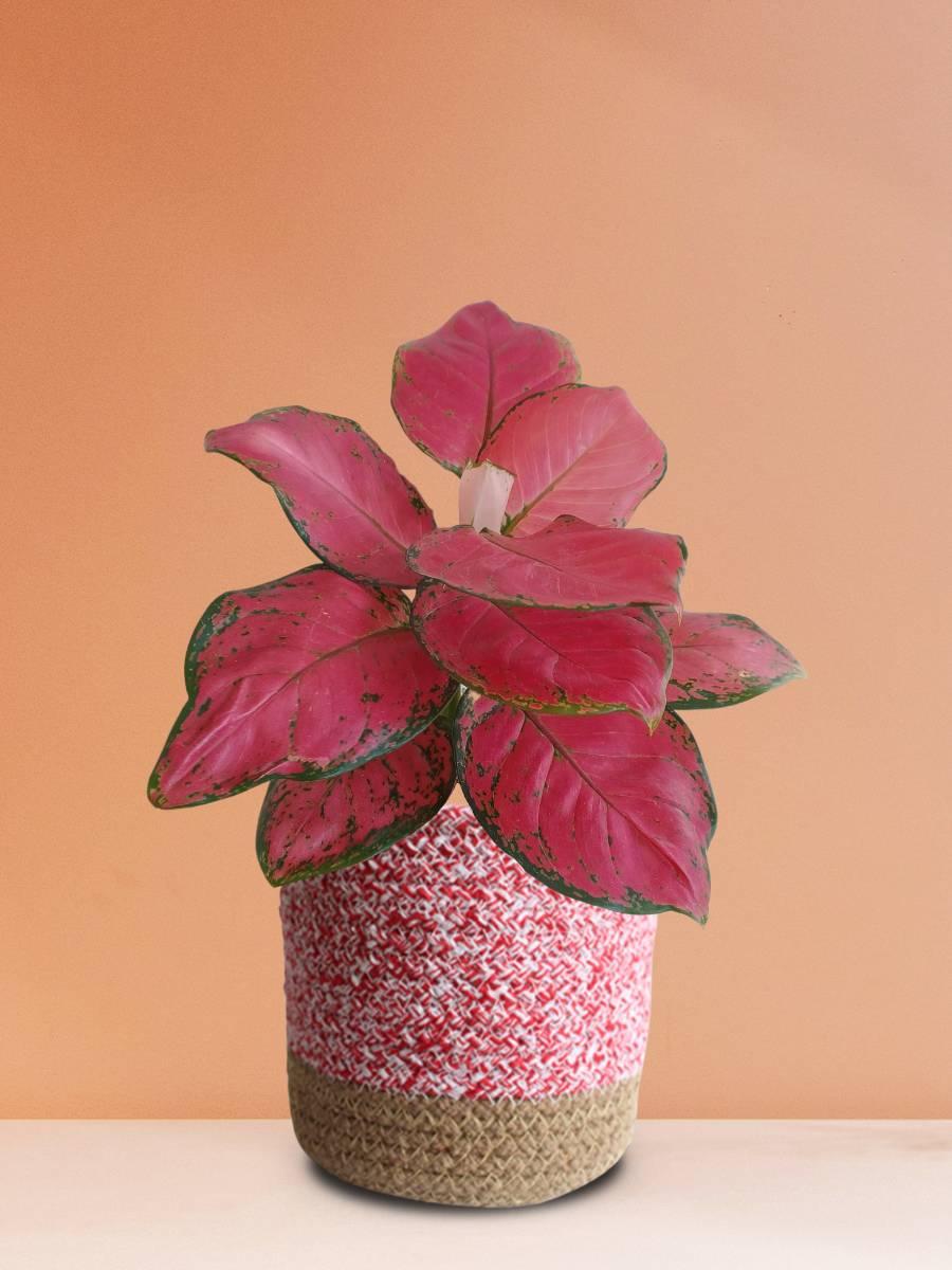 Aglaonema Red Ruby Plant in premium planter
