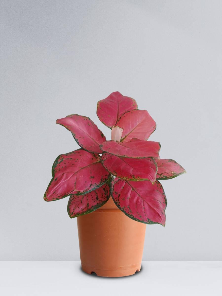 buy beautiful indoor red aglaonema plant
