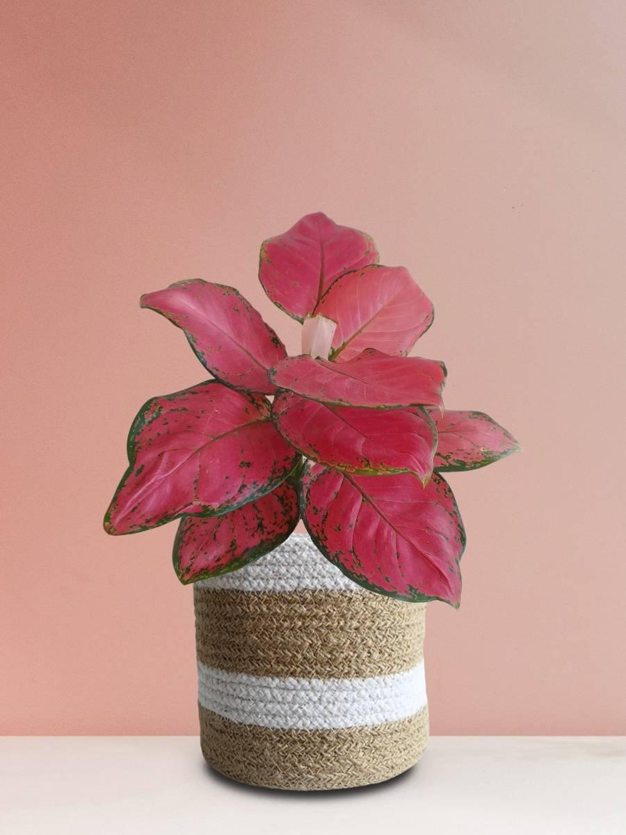 Jute Planter with Red Aglaonema Indoor Plant