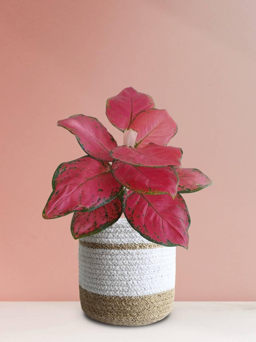 Red Aglaonema Plant in jute white planter
