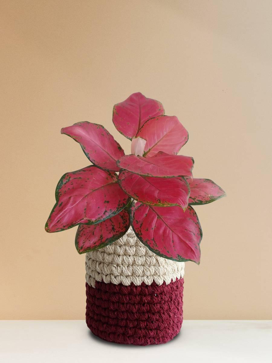 Premium indoor colorful plant aglaonema red ruby