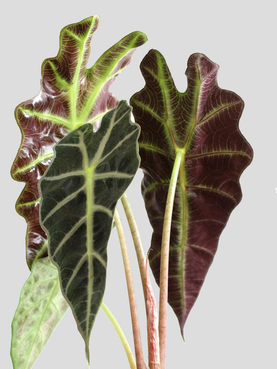 Alocasia Amazonica (Large)