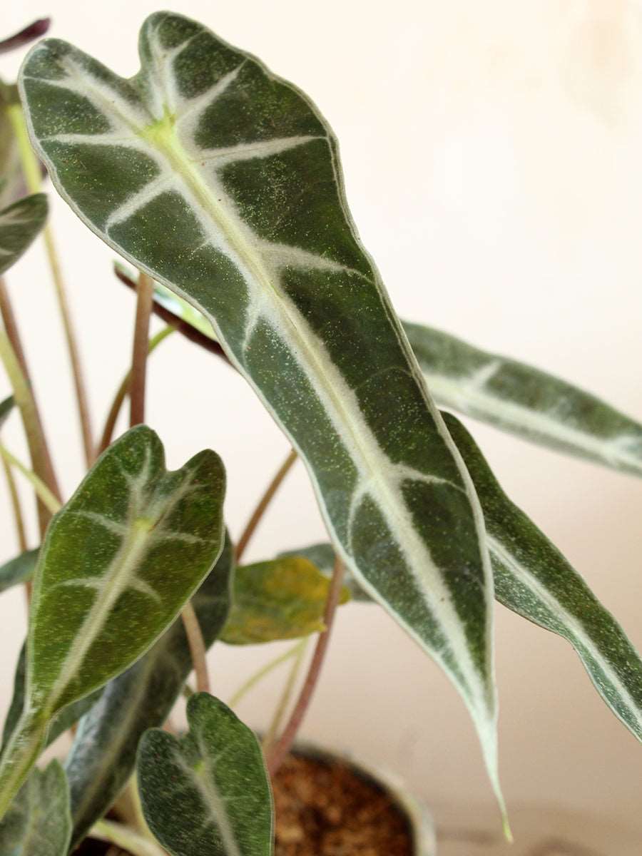 Alocasia Bambino Arrow (Small)