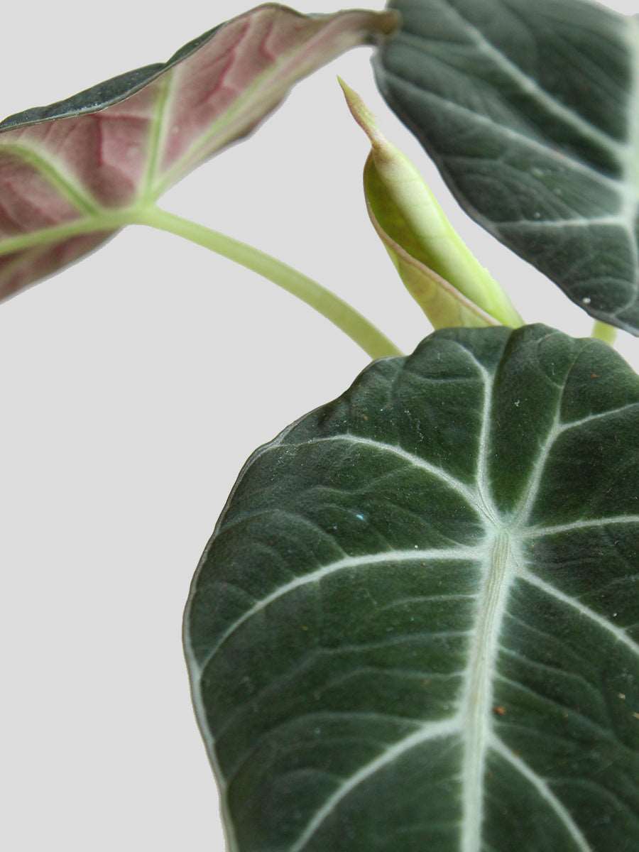 Alocasia Black Velvet (Medium)