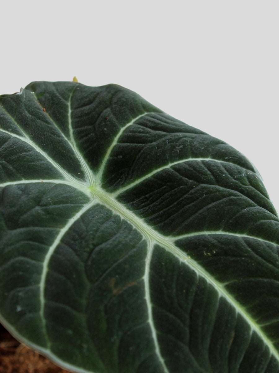 Alocasia Black Velvet (Medium)