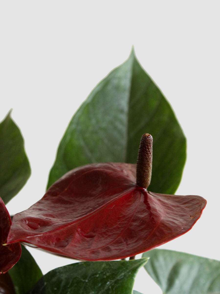 Anthurium Chocolate (Medium)