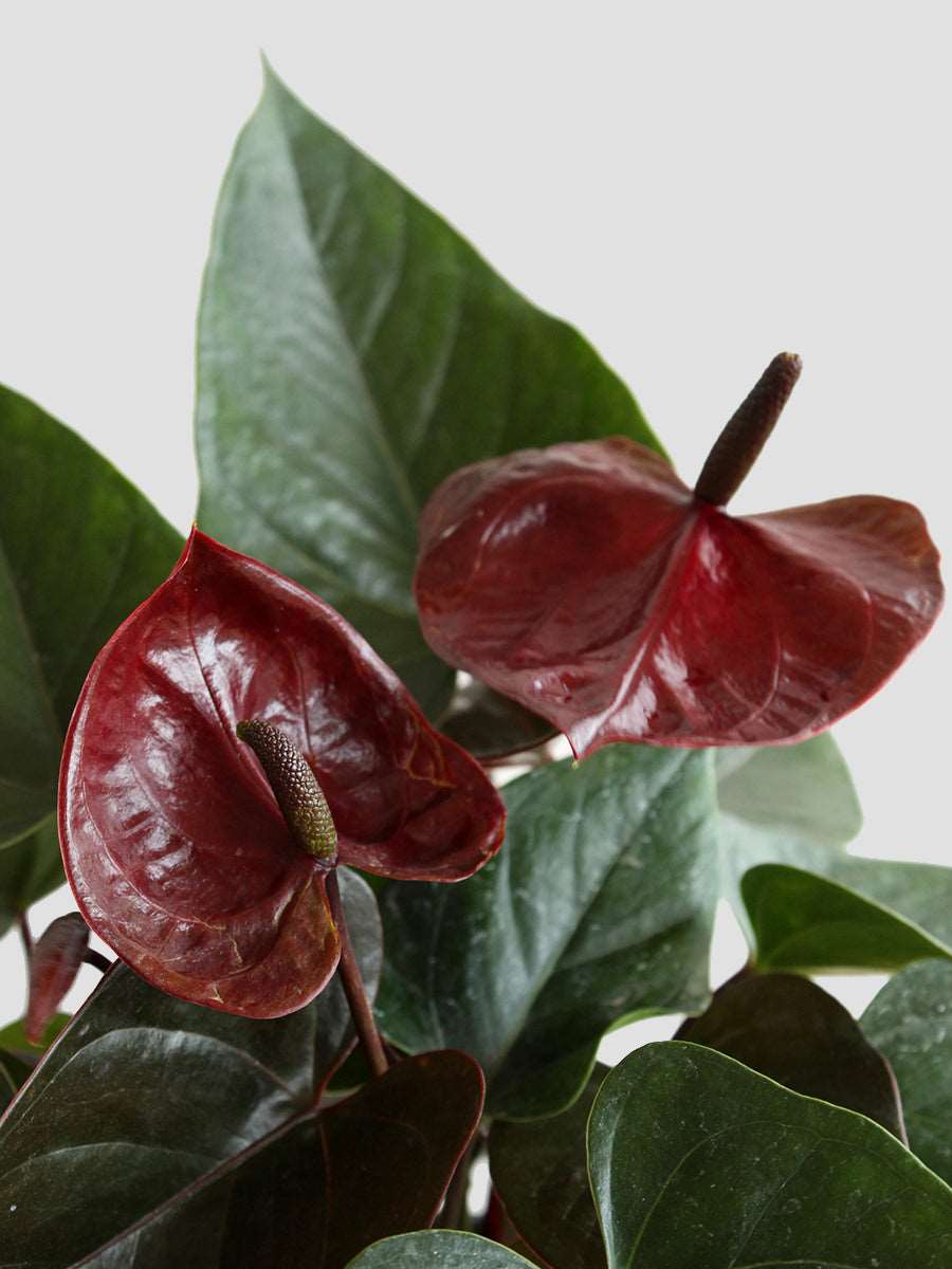 Anthurium Chocolate (Medium)