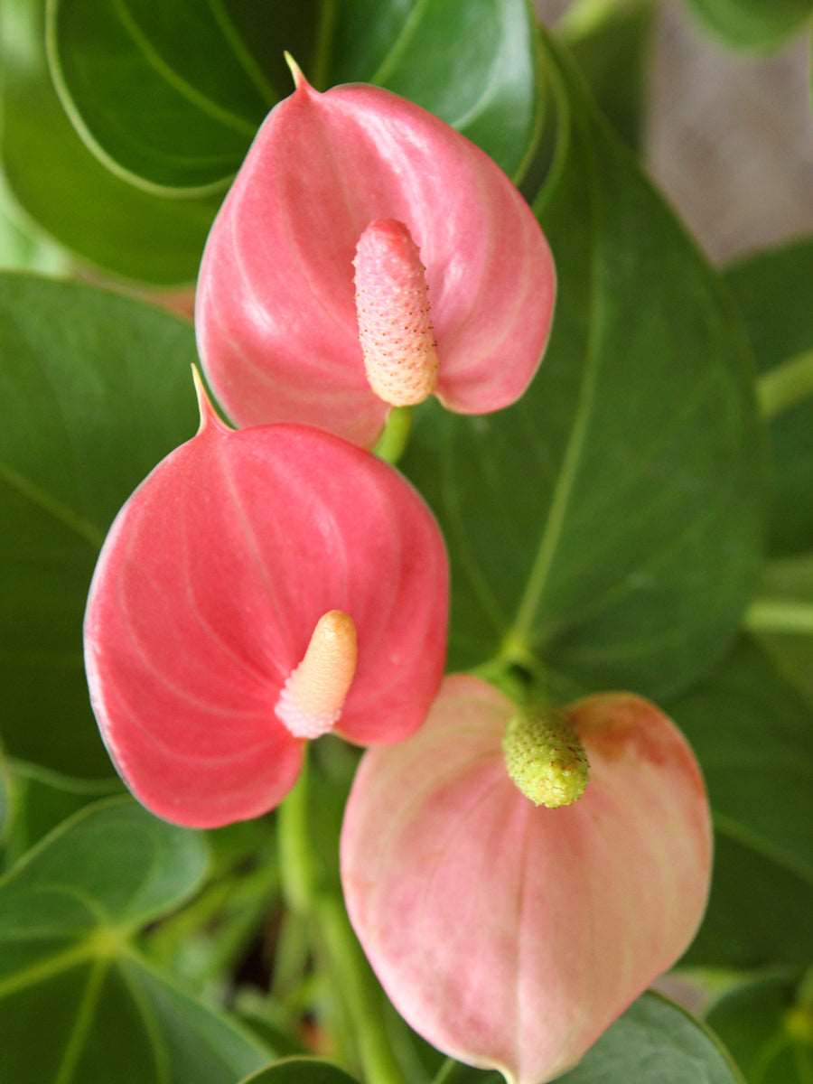 Anthurium Pink (Medium)