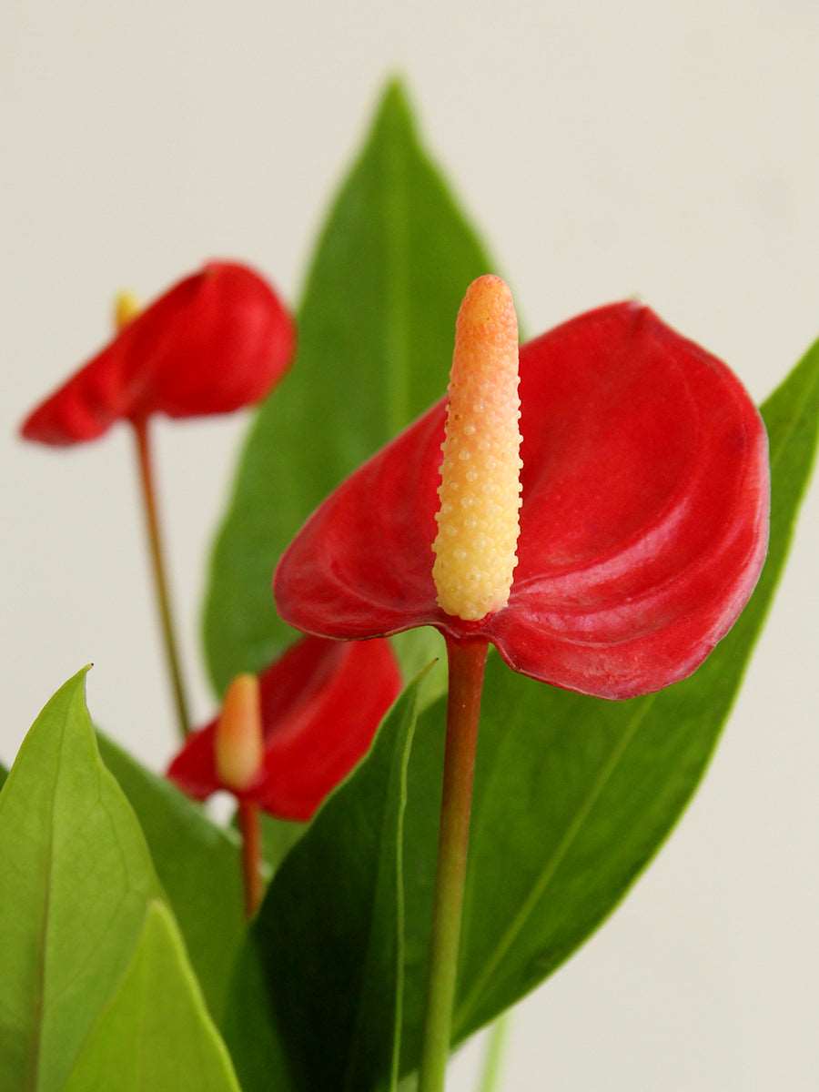 Anthurium Mini Red (Large)