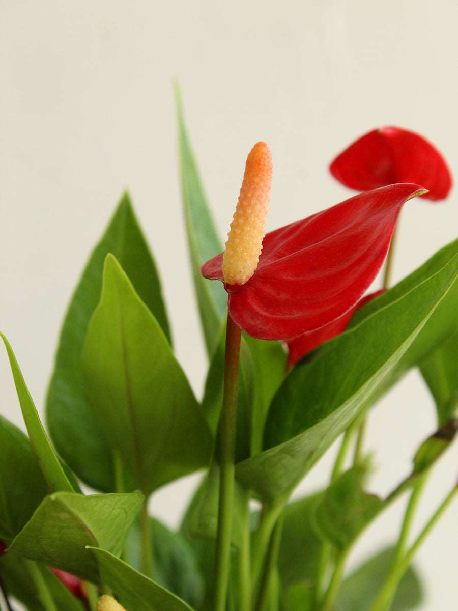 Anthurium Mini Red (Large)