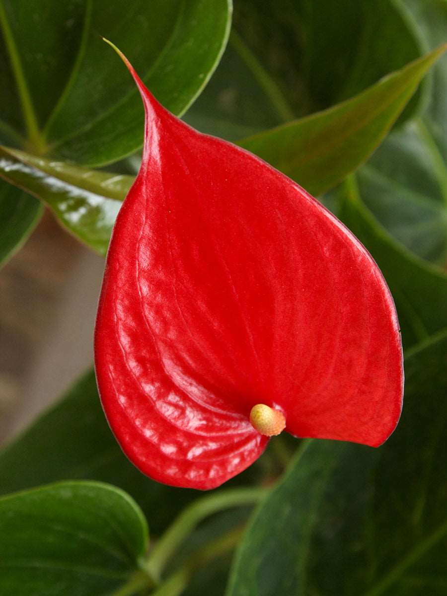 Anthurium Red (Medium)