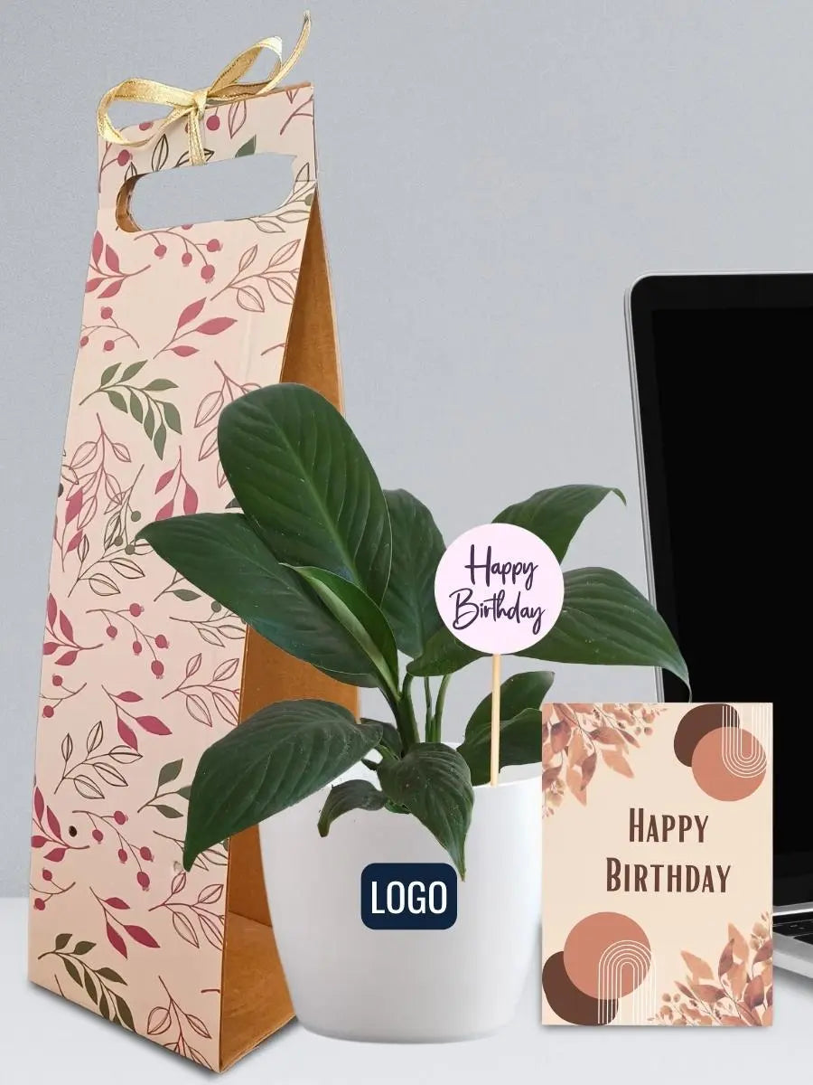 Peace Lily Plant for Bulk Employee Corporate Gift