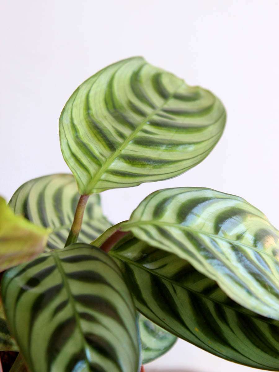 Calathea Burle Marx (Medium)