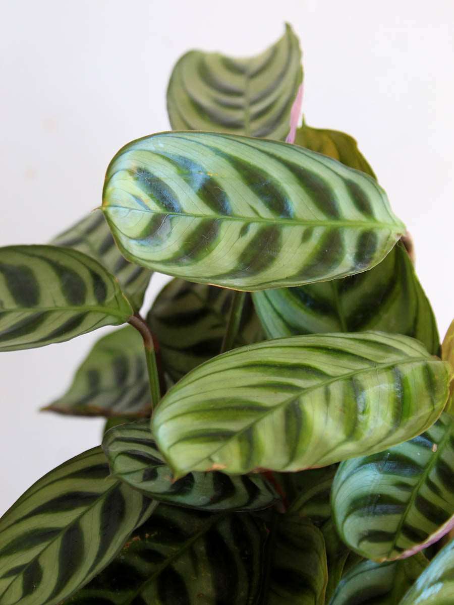 Calathea Burle Marx (Medium)